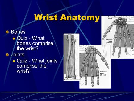 Wrist Anatomy Bones Quiz - What bones comprise the wrist? Joints