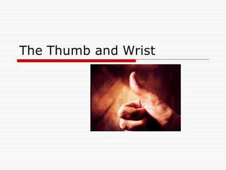 The Thumb and Wrist. Things to know for the thumb  3 views AP, lateral, Oblique  8 x 10 divided 3 times  Shield  Marker  Hold still  Collimation.