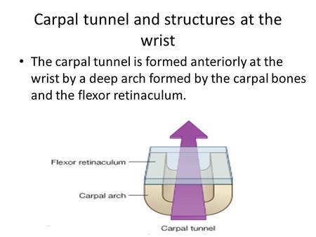 Carpal tunnel and structures at the wrist