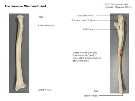 BIOL 203 – Summer 2012 Instructor: Alexandra Okihiro The Forearm, Wrist and Hand Head Radial Tuberosity Styloid Process Olecranon Process Trochlear Notch.