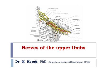 Nerves of the upper limbs