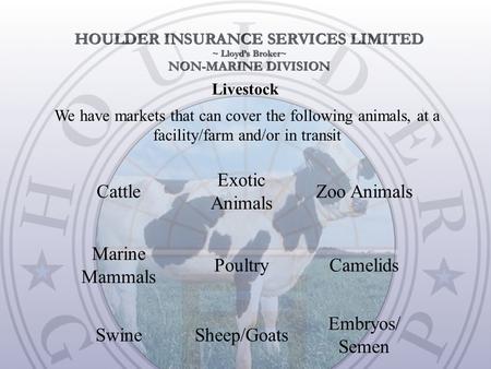 Livestock We have markets that can cover the following animals, at a facility/farm and/or in transit Embryos/ Semen Sheep/GoatsSwine CamelidsPoultry Marine.