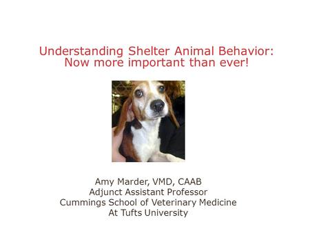 Understanding Shelter Animal Behavior: Now more important than ever! Amy Marder, VMD, CAAB Adjunct Assistant Professor Cummings School of Veterinary Medicine.