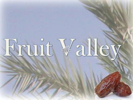 Fruit Valley is a family owned company since 1980. We specialize in growing Medjhoul Dates. The Medjhoul Dates are grown along the Biblical Jordan River.
