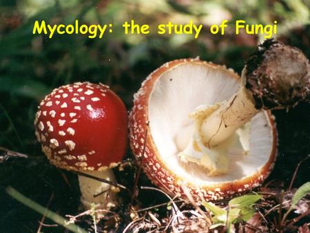 Mycology: the study of Fungi Basidia “club-like”