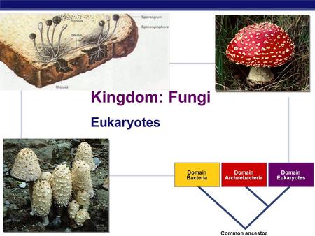AP Biology 2007-2008 Kingdom: Fungi Eukaryotes Domain Bacteria Domain Archaebacteria Domain Eukaryotes Common ancestor.