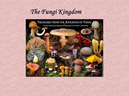 The Fungi Kingdom Mycology -the study of fungi fungi - singular fungus - plural 1) fungi are eukaryotic they have a nuclei & mitochondria 2) they are.