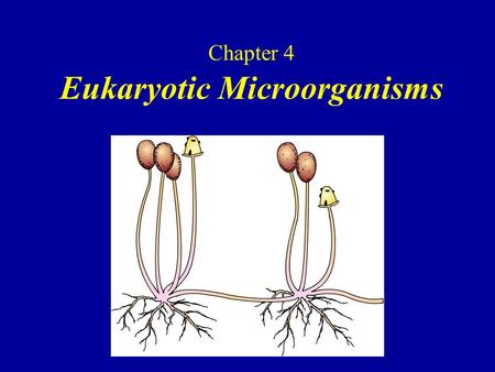 Chapter 4 Eukaryotic Microorganisms