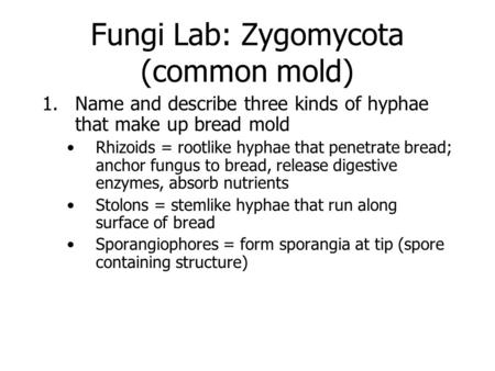 Fungi Lab: Zygomycota (common mold) 1.Name and describe three kinds of hyphae that make up bread mold Rhizoids = rootlike hyphae that penetrate bread;