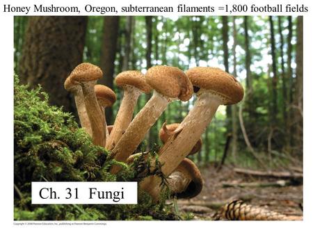 Honey Mushroom, Oregon, subterranean filaments =1,800 football fields