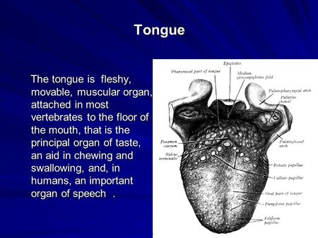 Tongue The tongue is fleshy, movable, muscular organ, attached in most vertebrates to the floor of the mouth, that is the principal organ of taste, an.
