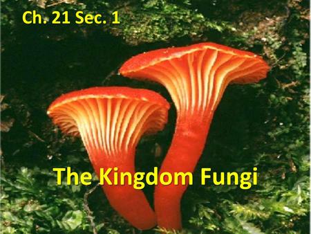 Ch. 21 Sec. 1 The Kingdom Fungi.