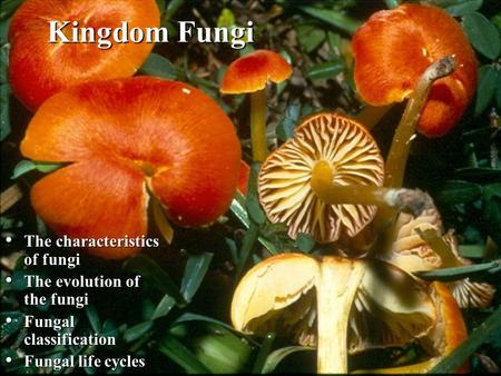 Kingdom Fungi The characteristics of fungi The evolution of the fungi