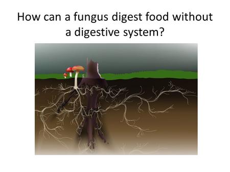How can a fungus digest food without a digestive system?