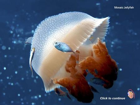 Mosaic Jellyfish Click to continue Octopus Frogfish.