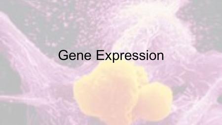 Gene Expression. Breaking Down the Definitions--Honors 1.Gene expression 2.Genome 3.Structural gene 4.Operator 5.Operon 6.Lac operon 7.Repressor protein.