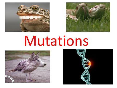 Mutations. Some Definitions 1. Mutation Any change in the DNA which if occurs in germ cells is heritable but if occurs in somatic cells is not heritable.