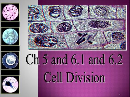 Ch 5 and 6.1 and 6.2 Cell Division.