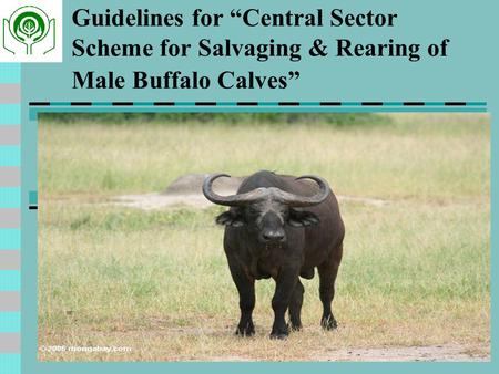 Guidelines for “Central Sector Scheme for Salvaging & Rearing of Male Buffalo Calves” GoI has introduced a Centrally Sponsored Scheme called.
