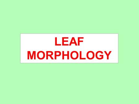 LEAF MORPHOLOGY.