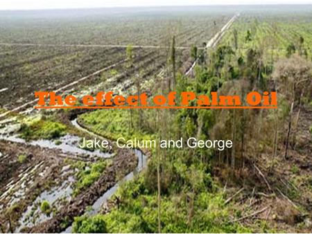 The effect of Palm Oil Jake, Calum and George. Why is palm oil a problem? The global palm oil industry is expanding rapidly: it's used in an increasing.