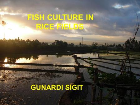 FISH CULTURE IN RICE FIELDS GUNARDI SIGIT. Introduction Cultivating rice and fish together has been centuries old tradition in some parts of southeast.
