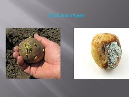 The Potato Project. To observe and determine the growth of mold on potatoes when adding different variables [ dog saliva, cut into four, dishwasher, ipad,