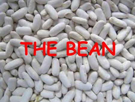 THE BEAN. 1.Why are the vegetables important? All vegetables have well-balanced contents of carbohydrates and proteins and represent an important source.