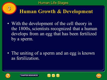 Human Growth & Development With the development of the cell theory in the 1800s, scientists recognized that a human develops from an egg that has been.