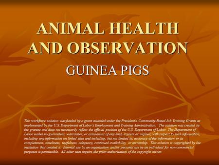 ANIMAL HEALTH AND OBSERVATION GUINEA PIGS This workforce solution was funded by a grant awarded under the President’s Community-Based Job Training Grants.