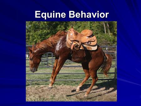 horse behaviour