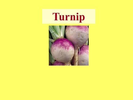 Turnip. ☻ Turnip is a main cool season crop In Himachal Pradesh. ☻ It is grown as a cash crop during summer months in dry and wet temperate zones and.