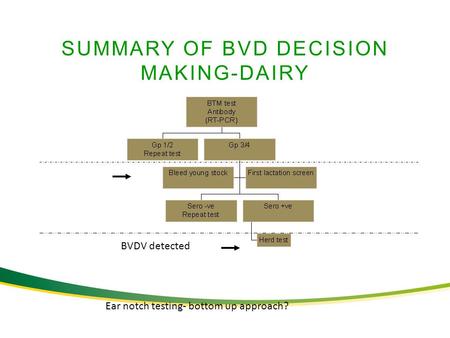SUMMARY OF BVD DECISION MAKING-DAIRY BVDV detected Ear notch testing- bottom up approach?