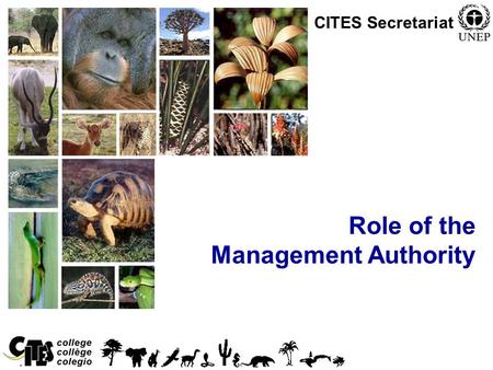 1 Role of the Management Authority CITES Secretariat.
