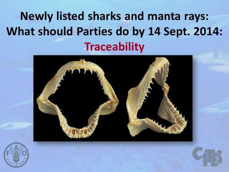 Newly listed sharks and manta rays: What should Parties do by 14 Sept. 2014: Traceability.