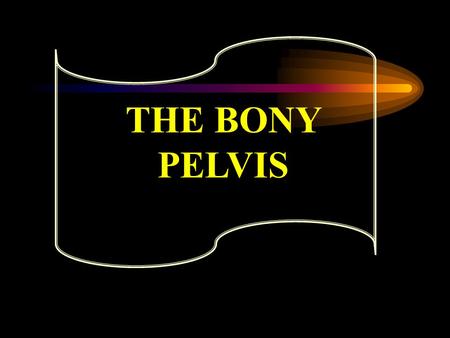 THE BONY PELVIS.