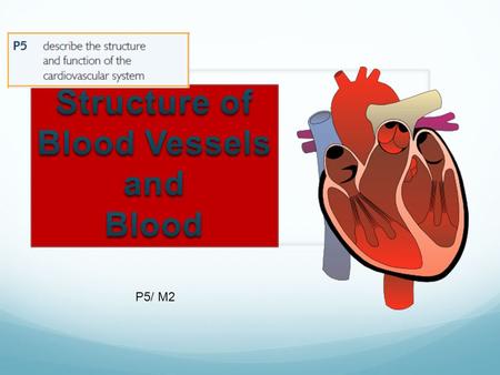 Structure of Blood Vessels and Blood