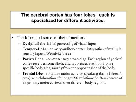 The cerebral cortex has four lobes, each is specialized for different activities. The lobes and some of their functions: –Occipital lobe- initial processing.