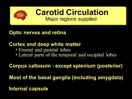 Carotid Circulation Major regions supplied Carotid Circulation Major regions supplied Lumen ventricle Optic nerves and retina Cortex and deep white matter.