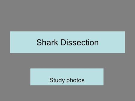 Shark Dissection Study photos.