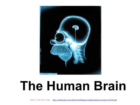 The Human Brain Master Watermark Image: