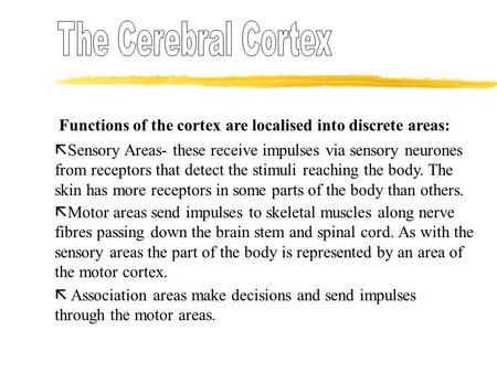 The Cerebral Cortex Functions of the cortex are localised into discrete areas: Sensory Areas- these receive impulses via sensory neurones from receptors.