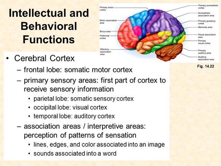 Intellectual and Behavioral Functions Cerebral Cortex –frontal lobe: somatic motor cortex –primary sensory areas: first part of cortex to receive sensory.