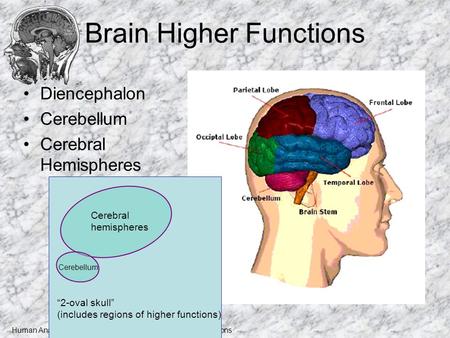 Human Anatomy and Physiology I, Frolich, Higher Brain Functions Brain Higher Functions Diencephalon Cerebellum Cerebral Hemispheres “2-oval skull” (includes.