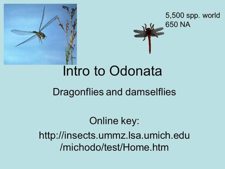Intro to Odonata Dragonflies and damselflies Online key:  /michodo/test/Home.htm 5,500 spp. world 650 NA.