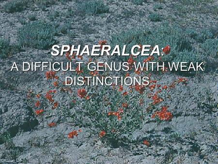 SPHAERALCEA: A DIFFICULT GENUS WITH WEAK DISTINCTIONS.
