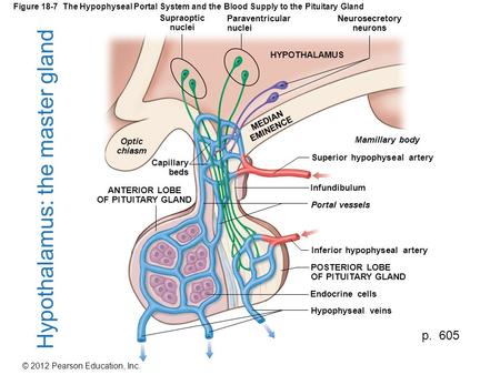 Hypothalamus: the master gland