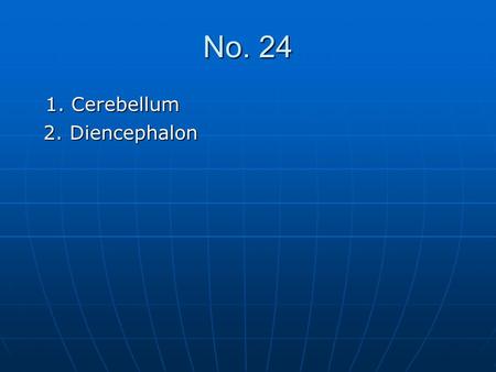 No. 24 1. Cerebellum 2. Diencephalon.
