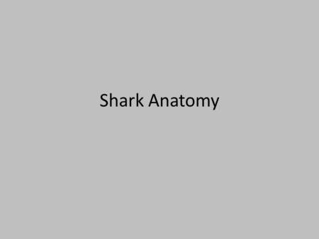 Shark Anatomy.