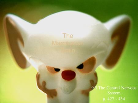 The Mammalian Brain 9.3 The Central Nervous System p. 427 - 434.